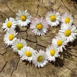 Conquering Heart Disease – Part 1