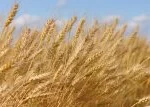 Fibre – The Missing Nutrient